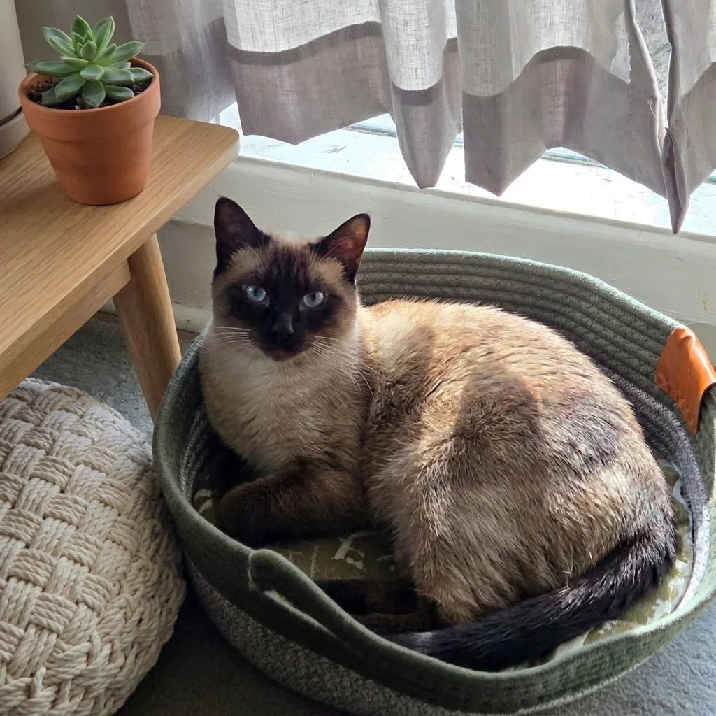 Chat heureux dans son panier Cordélia