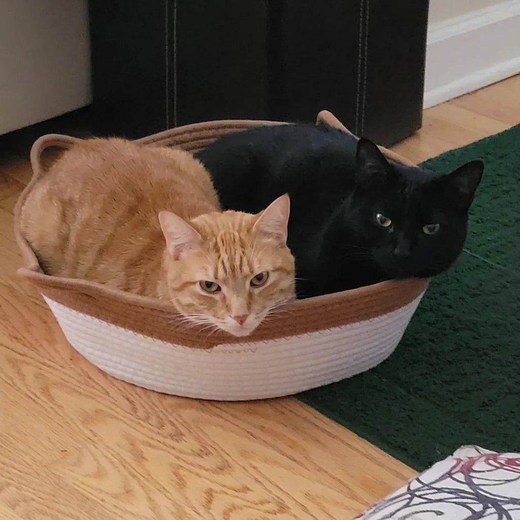 Chat heureux dans son panier Cordélia