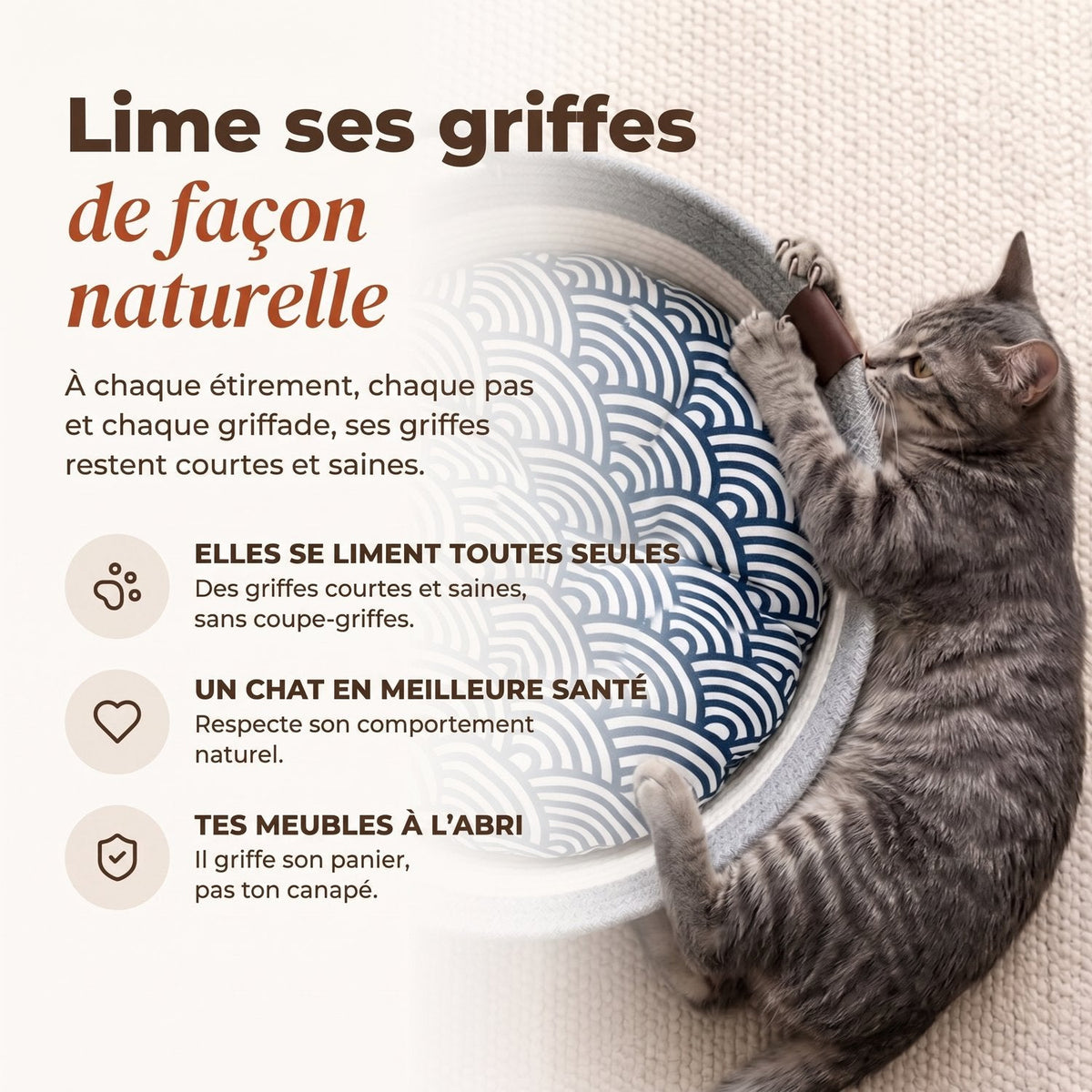 Chat tigré qui griffe le bord du panier Cordélia : il lime ses griffes tout seul, sans coupe-griffes
