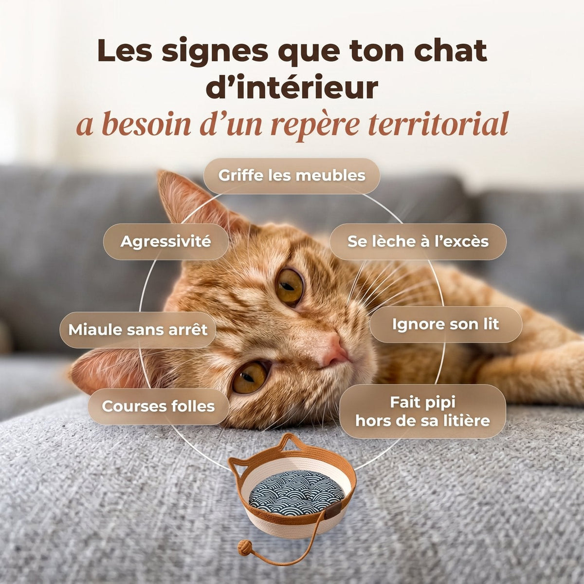 Les signes qu'un chat d'intérieur a besoin d'un repère territorial, autour d'un chat roux couché sur le canapé