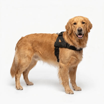 Harnais Promélia noir sur un golden retriever