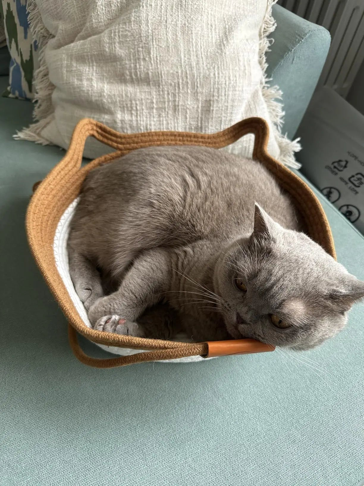 Chat heureux dans son panier Cordélia