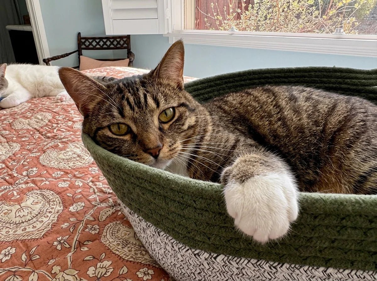 Photo de Louis G. : son chat dans le panier Cordélia