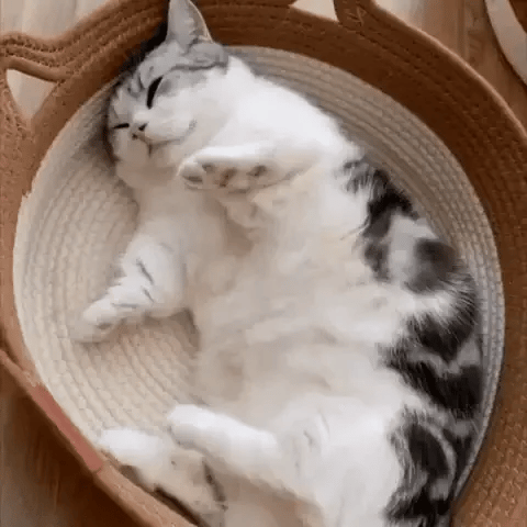 Chat détendu dans son coin