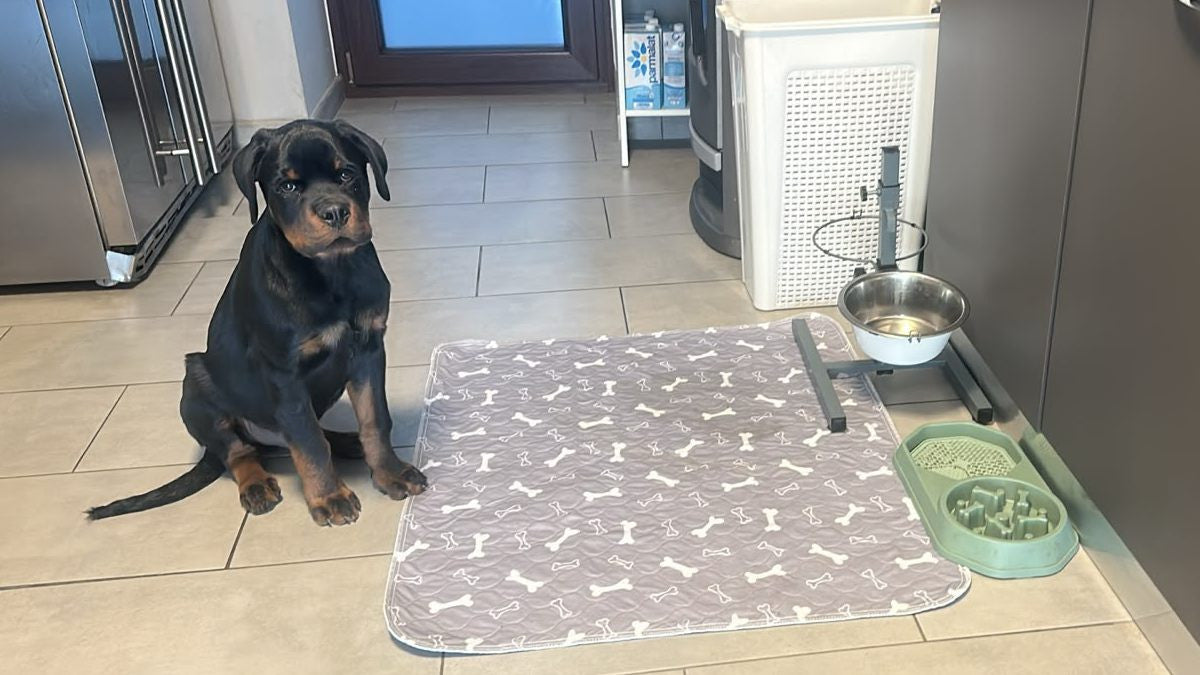 Le chiot d'Anne sur son Pattéa