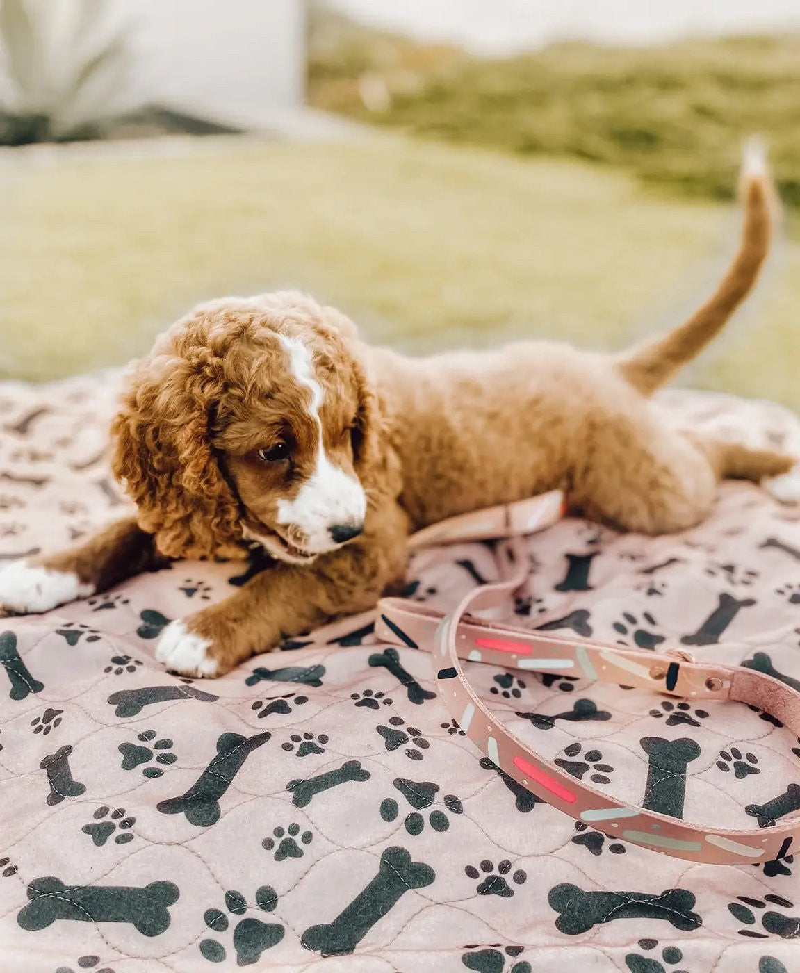 Chiot couché sur un tapis lavable Pattéa