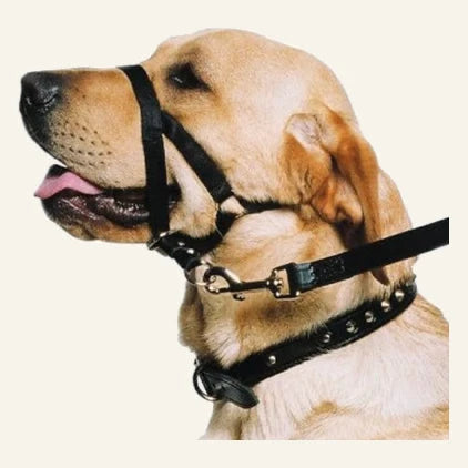 Licol pour chien